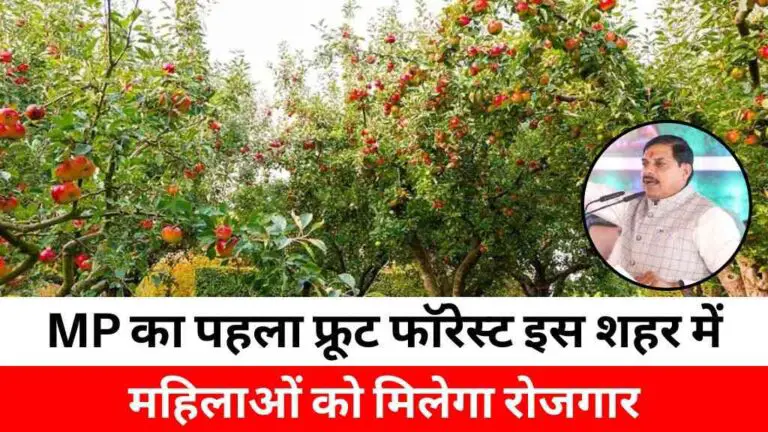 MP का पहला फ्रूट फॉरेस्ट बनेगा इस शहर में: 10 लाख पौधों की होगी प्लांटेशन, महिलाएं संभालेंगी जिम्मेदारी